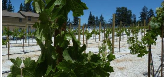 Cabins-in-Big-Bear-and-Winery.001